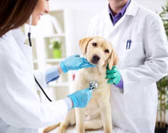 vétérinaire Shaughnessy Veterinary Hospital Ltd Port Coquitlam